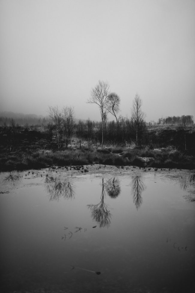 Kahle Bäume spiegeln sich in einem Teich