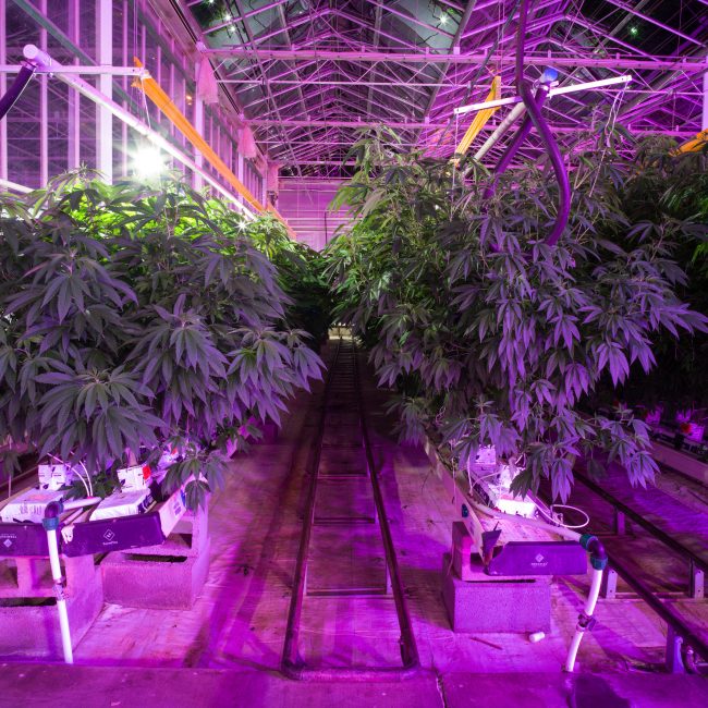 Cannabispflanzen in Maganta-Licht in Einem Gewächshaus