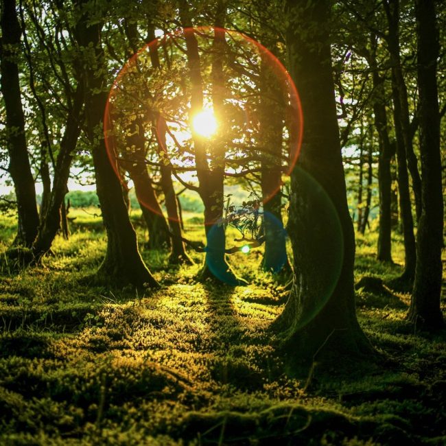 Sonne strahlt durch Bäume in einem moosigen Wald.