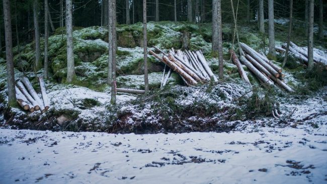 Schneebedeckte Landschaft eines Waldrandes mit aufgestapelten Baumstämmen.