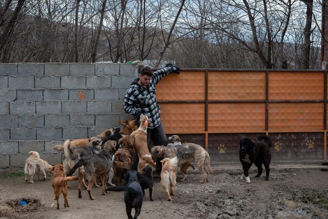 Mann vor einem Tor mit vielen Hunden