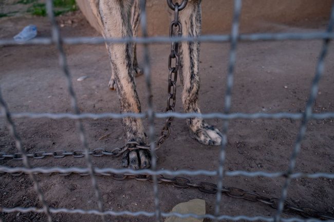 Hundebeine durch ein Gitter fotografiert