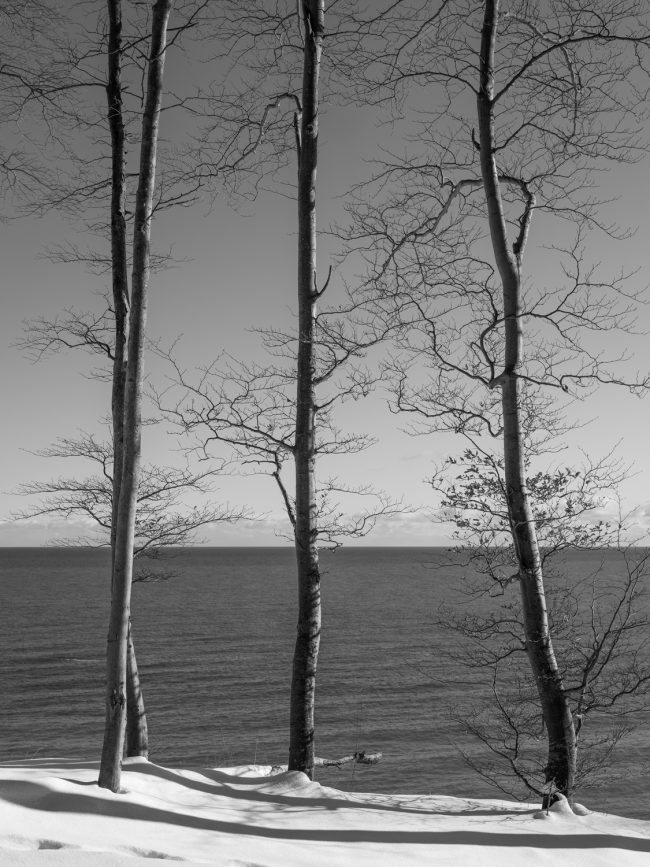 Drei Bäume am Strand