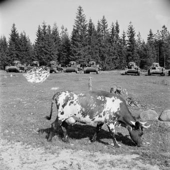 Kuh grast auf einer Weide vor Stellung beziehenden Panzern.